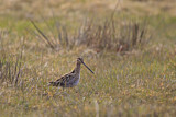Image. Common Snipe