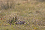 Image. Common Snipe