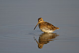 Image. Common Snipe