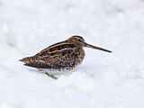 Image. Common Snipe