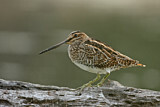 Image. Common Snipe