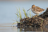 Image. Common Snipe