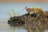 Image. Common Snipe