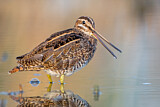 Image. Common Snipe