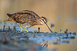Image. Common Snipe