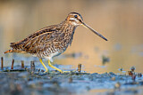 Image. Common Snipe