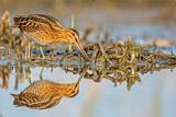 Image. Common Snipe