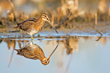 Image. Common Snipe