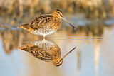 Image. Common Snipe