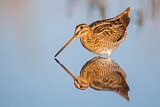 Image. Common Snipe