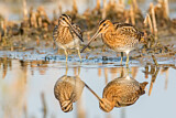 Image. Common Snipe