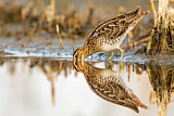 Image. Common Snipe