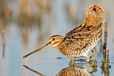 Image. Common Snipe