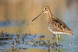 Image. Common Snipe