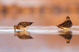 Image. Common Snipe