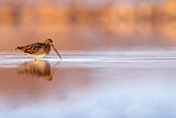 Image. Common Snipe