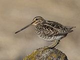 Image. Common Snipe