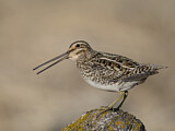 Image. Common Snipe