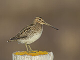 Image. Common Snipe