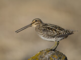 Image. Common Snipe