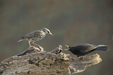 Image. Common Starling & Common Blackbird