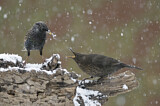 Image. Common Starling & Common Blackbird