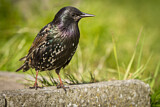 Image. Common Starling