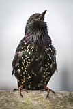 Image. Common Starling