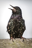 Image. Common Starling