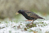 Image. Common Starling