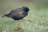 Image. Common Starling