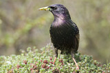 Image. Common Starling