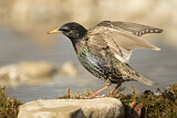 Image. Common Starling