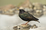 Image. Common Starling