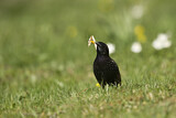 Image. Common Starling