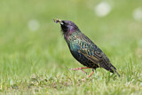 Image. Common Starling