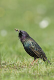 Image. Common Starling