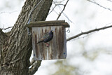 Image. Common Starling