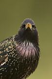 Image. Common Starling