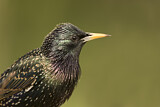 Image. Common Starling