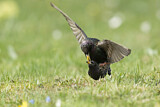 Image. Common Starling