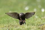 Image. Common Starling