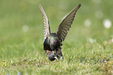 Image. Common Starling