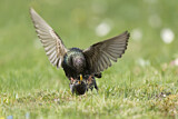 Image. Common Starling