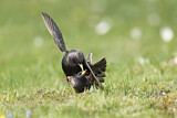 Image. Common Starling