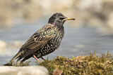 Image. Common Starling