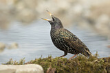 Image. Common Starling