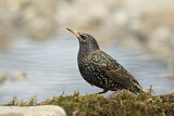 Image. Common Starling