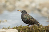 Image. Common Starling