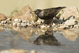 Image. Common Starling